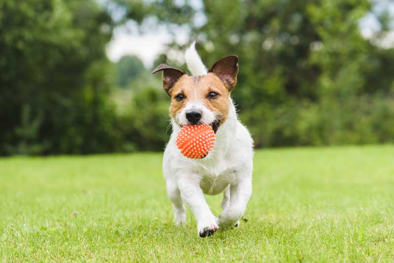 Dog Spaces in Backyards are one of the most common requests in landscape design plans