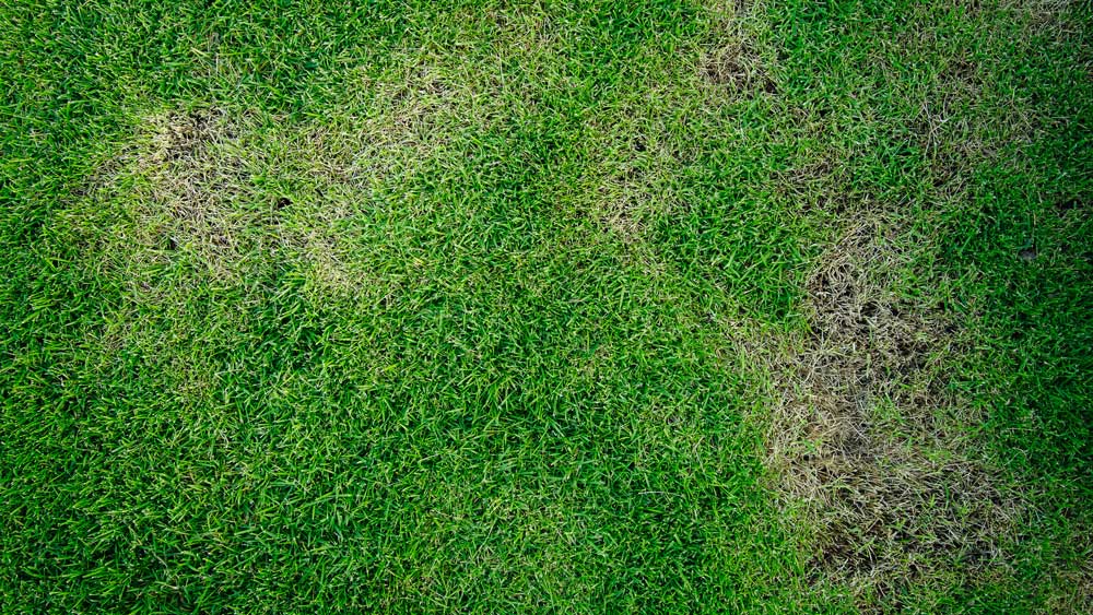 Water damaged grass from yard flooding