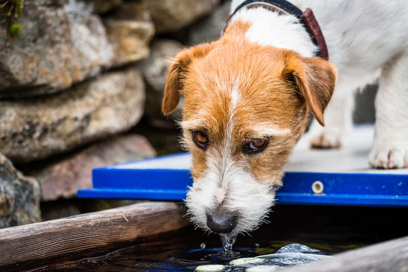 Dog drinking water from a water feature in the backyard of a home.