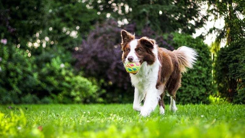 Dog with ball in mouth walking through a backyard with landscaping plants