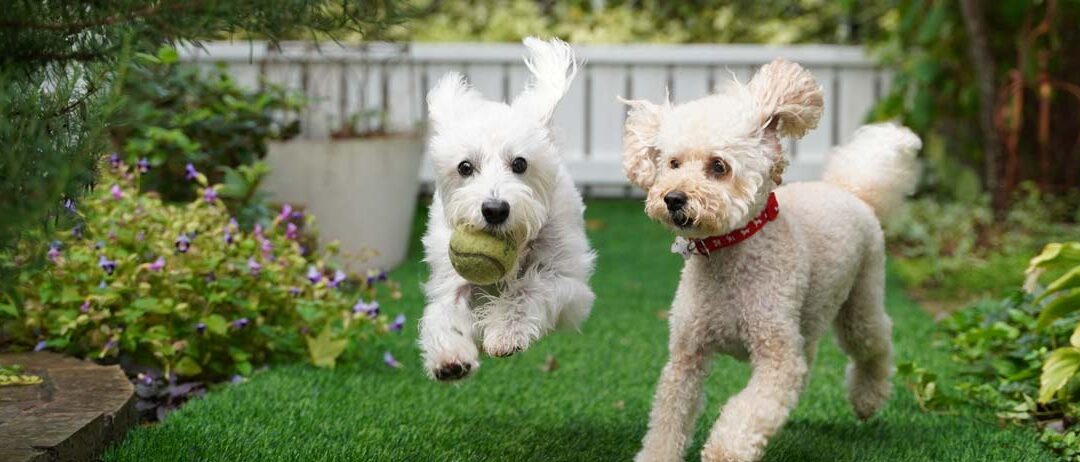 Dog Friendly Backyard Landscaping