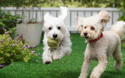 Dog Friendly Backyard Landscaping