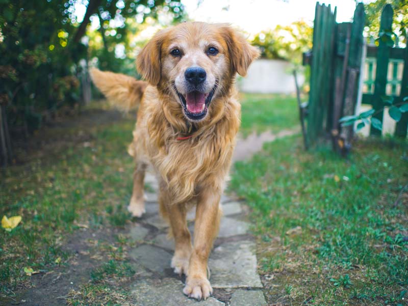 Dog on hardscape walking path